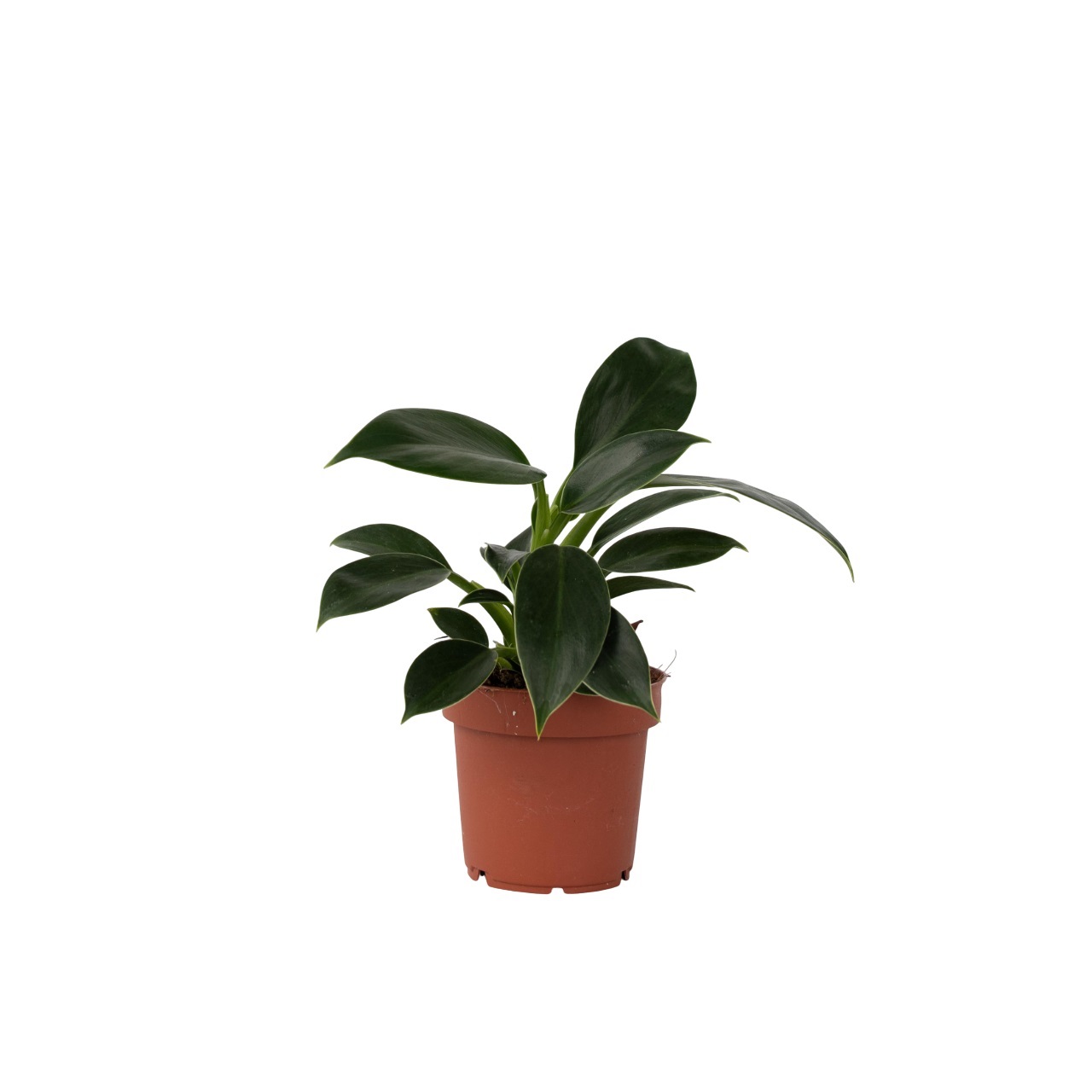 Sydänkasvi - Philodendron 'Green Princess' - Korkeus 20-30cm - ⌀12cm