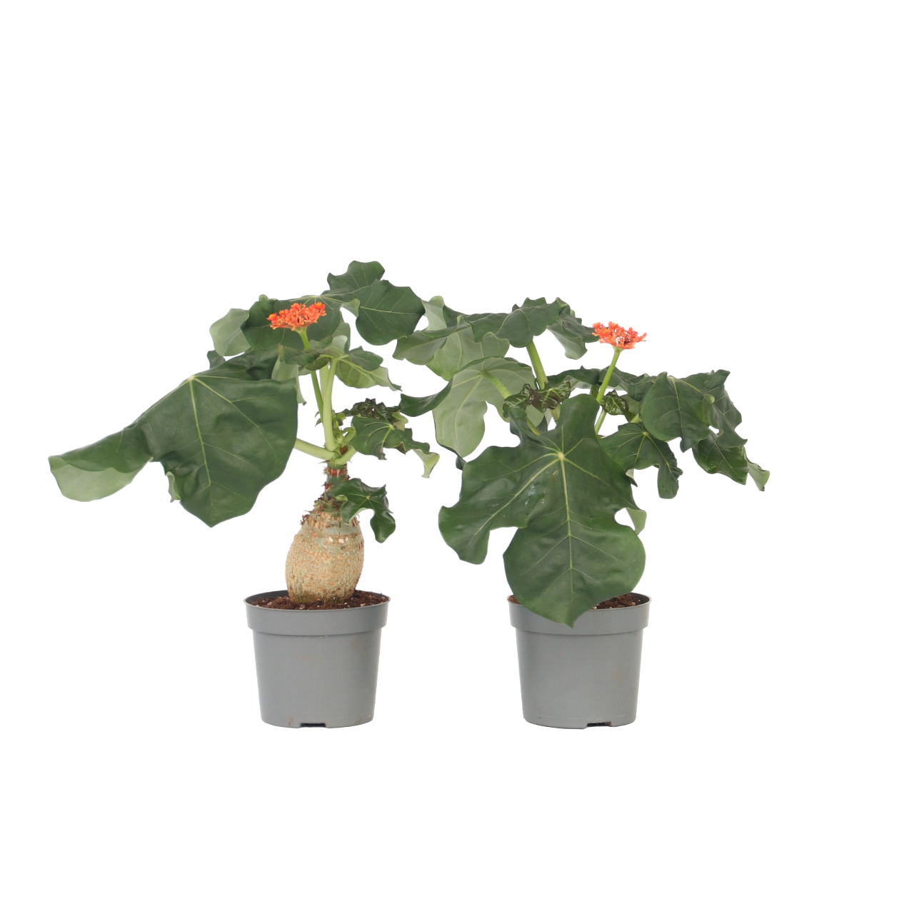 Buddhan vatsa - 2 kpl - Jatropha podagrica - Korkeus 25-45 cm - ⌀13 cm