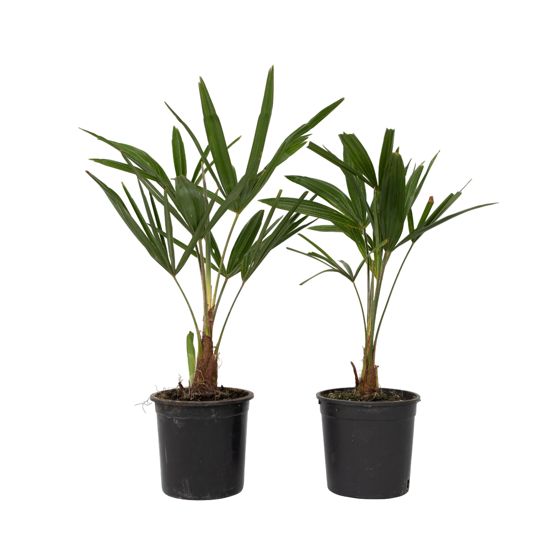 Kiinan tuulipuu - 2 kpl - Trachycarpus fortunei - Korkeus 35-45cm - ⌀15cm