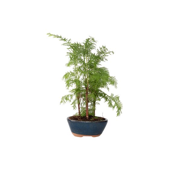 Sormipetäjä Bonsai - Bonsai 'Metasequoia Forest' - Korkeus 20-30cm - ⌀15cm