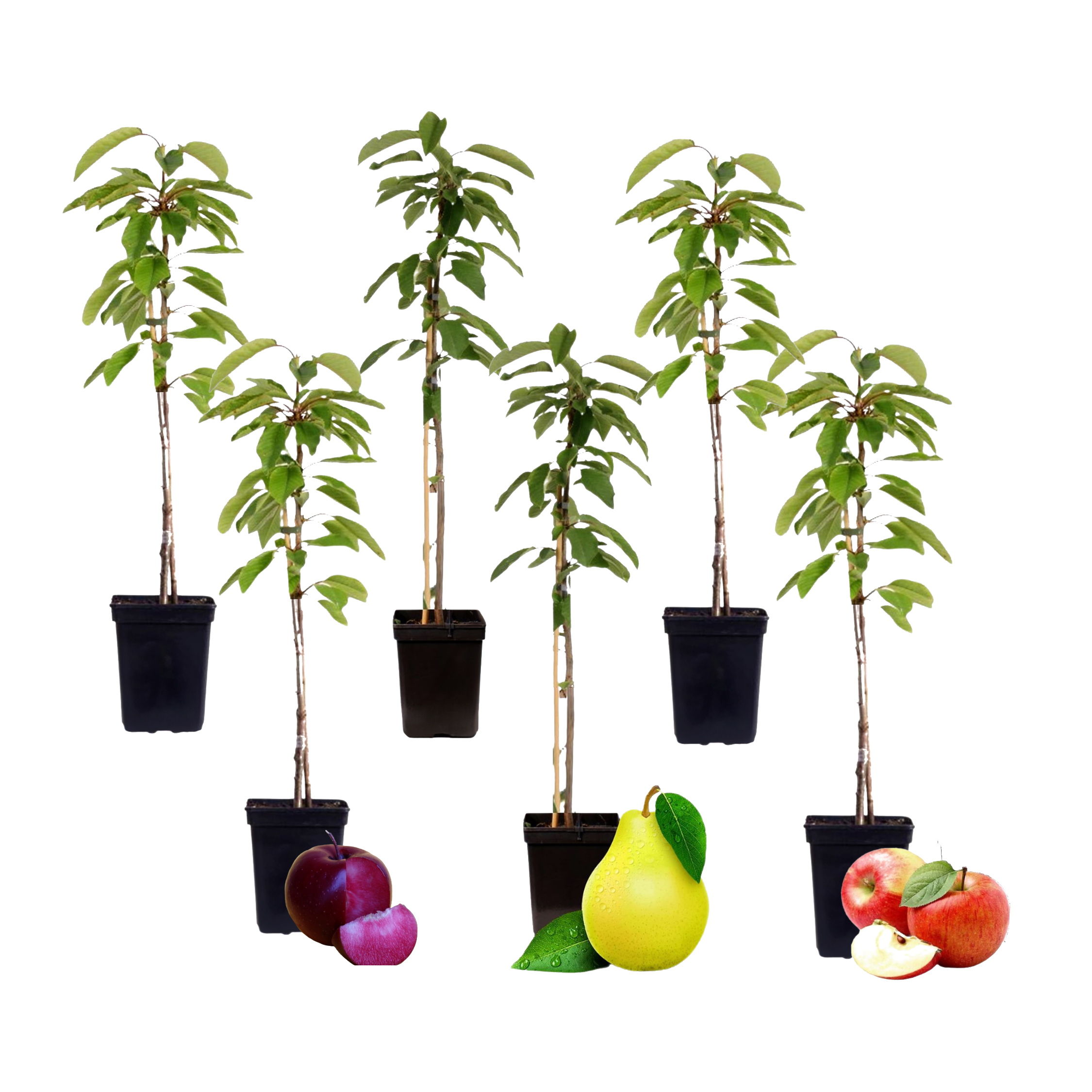 Hedelmäpylväät - 6 kpl - Omena päärynä - Korkeus 60-70 cm - ⌀9 cm