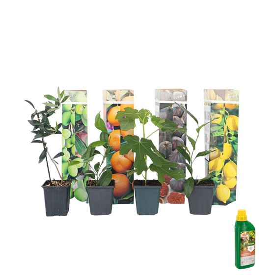 Välimeren kasviseos + Pokon - 4 kpl - Korkeus 25-40 cm - ⌀9 cm