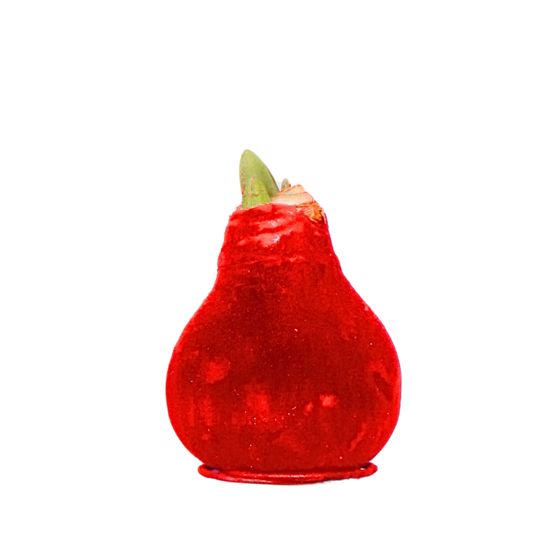 Amaryllis - Hippeastrum 'Velvet Red' - Kukkasipuli - Punainen