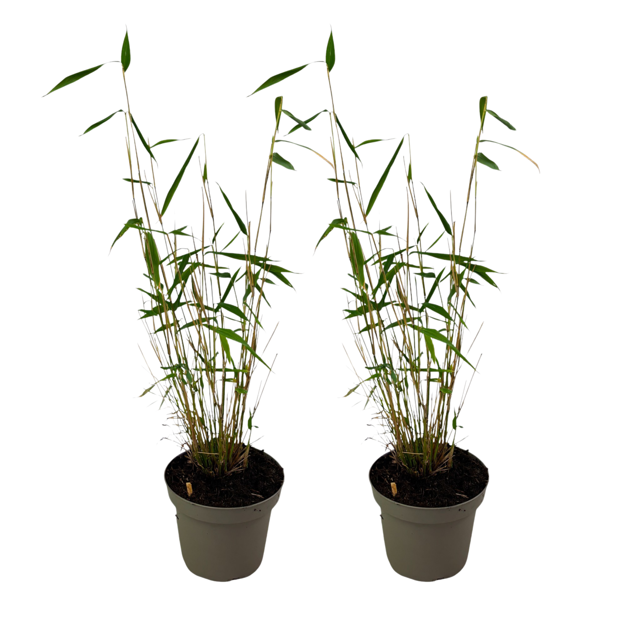 Sininen varsi bambu - 2 kpl - Fargesia 'Blue Dragon' - Korkeus 30-40cm - ⌀13cm