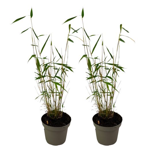 Sininen varsi bambu - 2 kpl - Fargesia 'Blue Dragon' - Korkeus 30-40cm - ⌀13cm