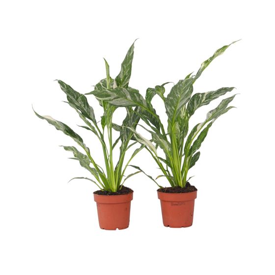 Kauhanliilia - 2 kpl - Spathiphyllum 'Diamond' - Korkeus 40–50cm - ⌀12cm