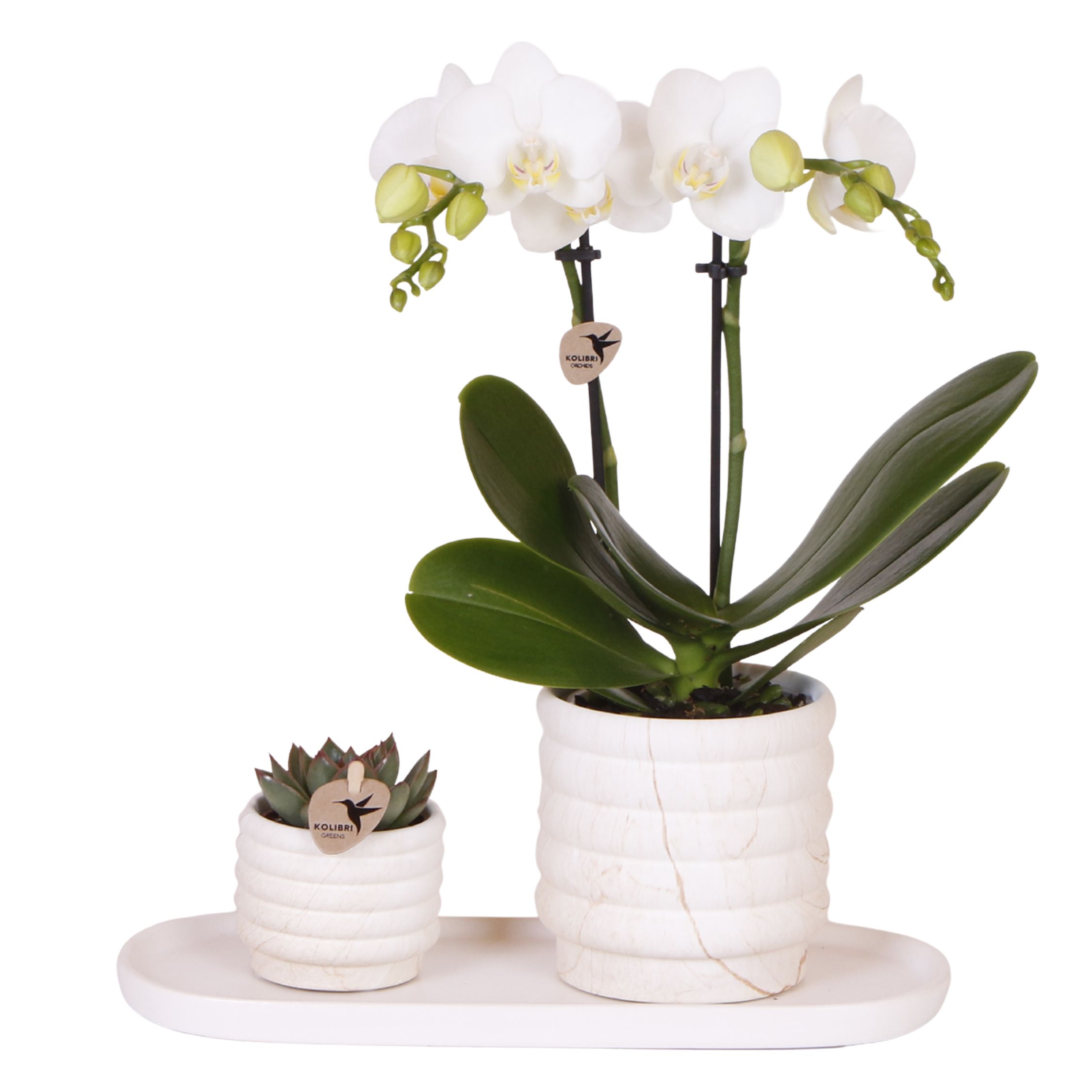 Orkidea-lahjasetti 'Marble S' - Phalaenopsis - Korkeus 30cm