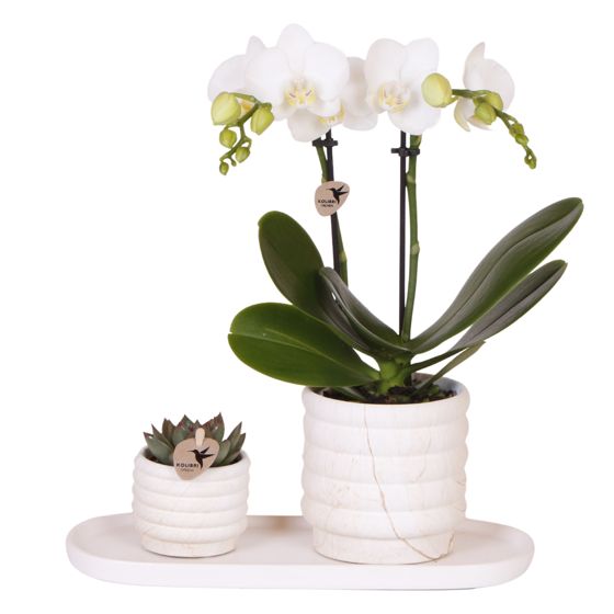 Orkidea-lahjasetti 'Marble S' - Phalaenopsis - Korkeus 30cm