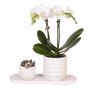 Orkidea-lahjasetti 'Marble S' - Phalaenopsis - Korkeus 30cm