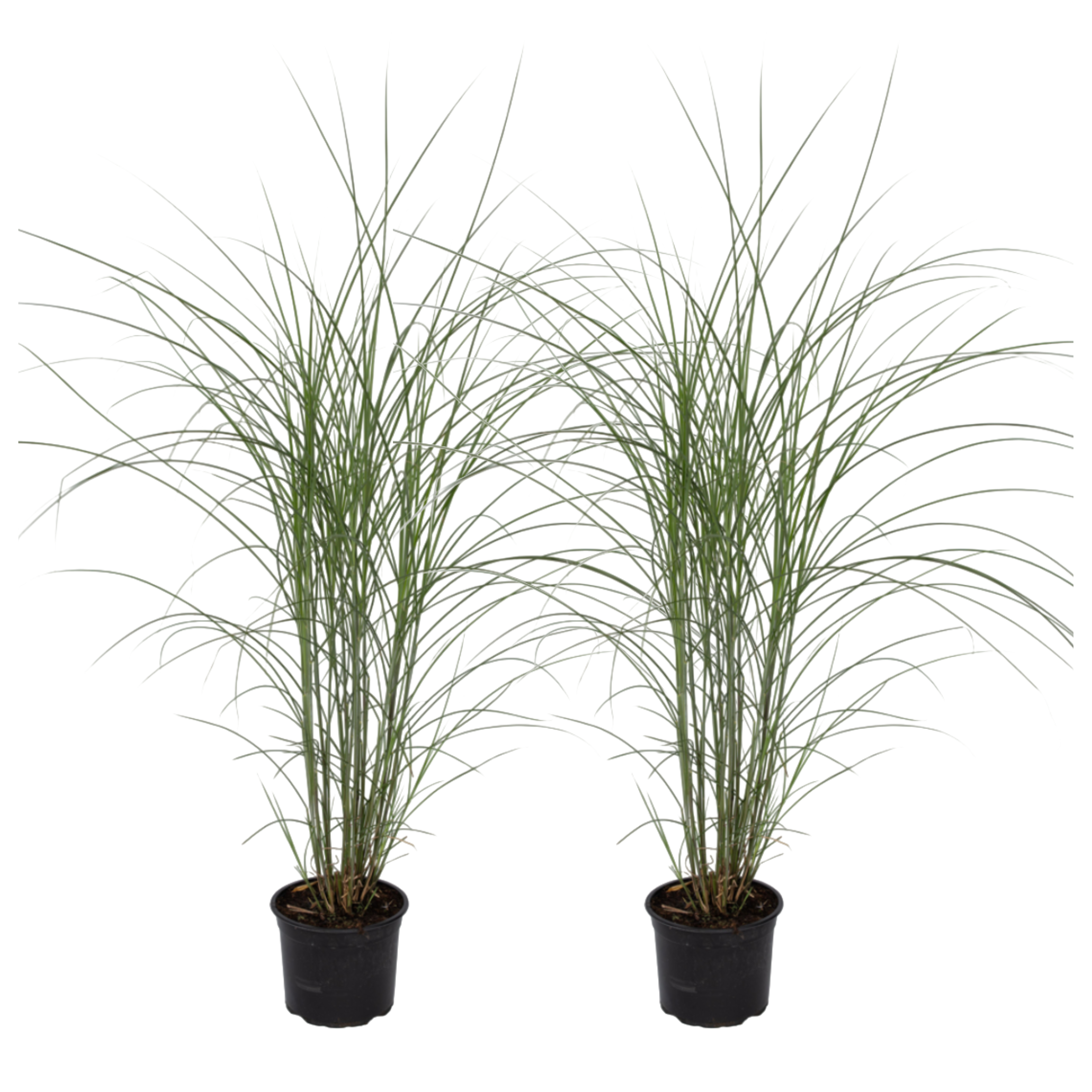 Kiinansilkkiheinä - 2 kpl - Miscanthus - Korkeus 20-30cm - ⌀23cm