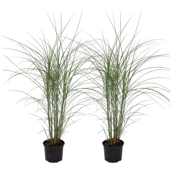 Kiinansilkkiheinä - 2 kpl - Miscanthus - Korkeus 20-30cm - ⌀23cm