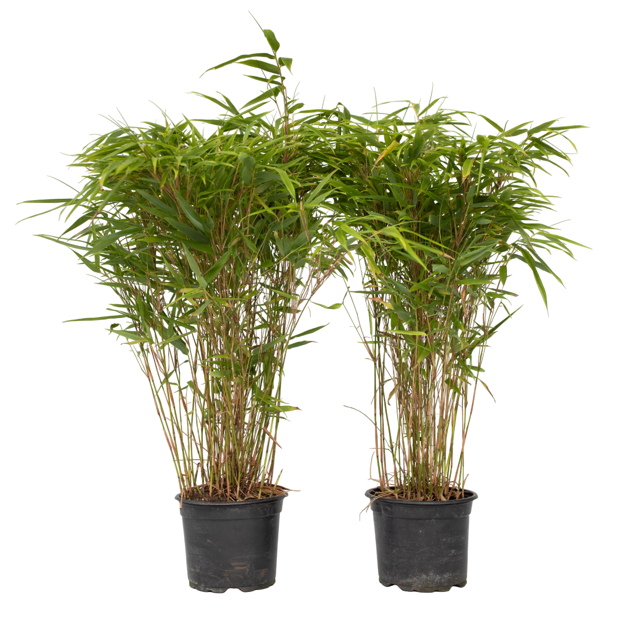 Kiinanpursubambu - 2 kpl - Fargesia nitida 'Gansu' - Korkeus 50-70cm - ⌀17cm