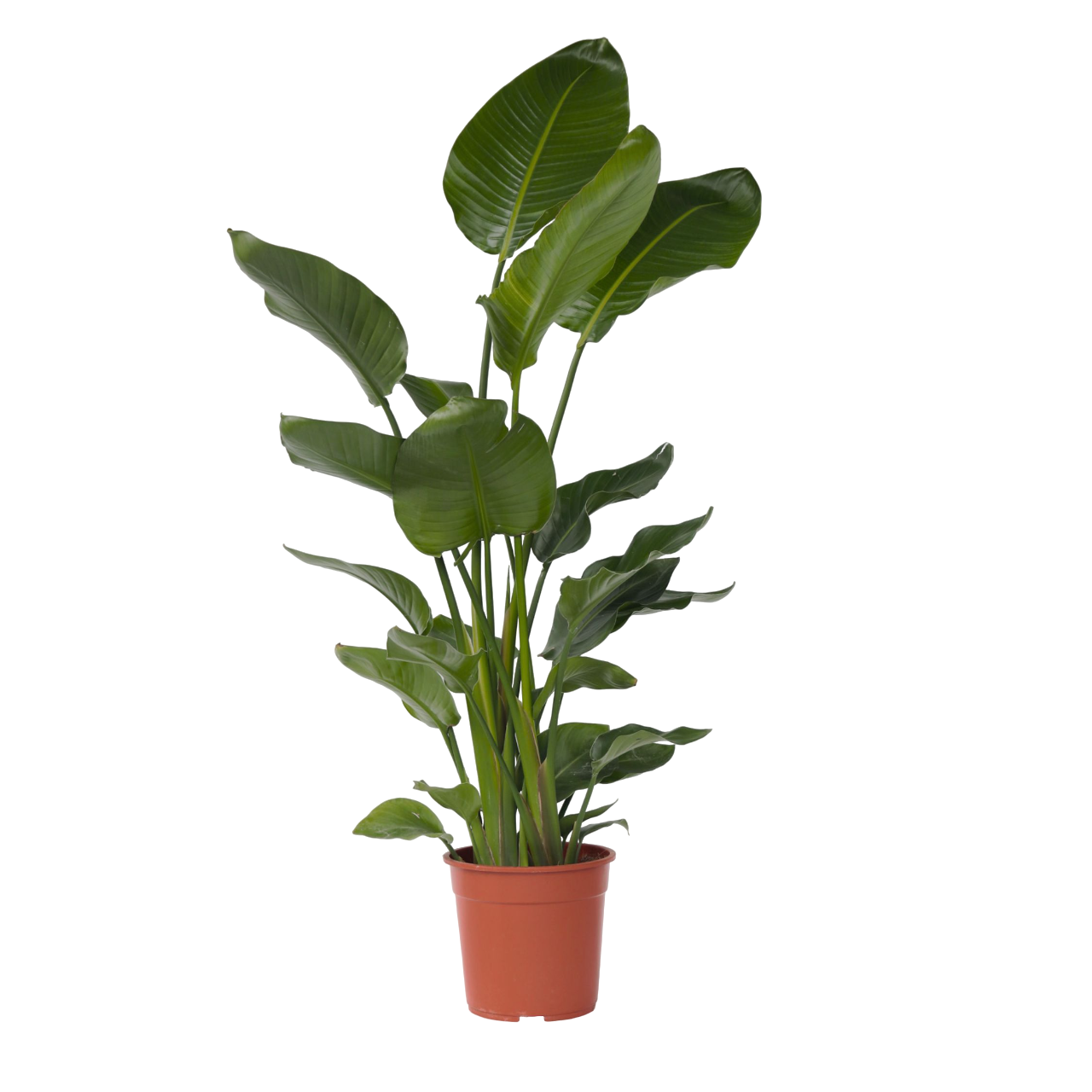 Jättilintuparatiisi - Strelitzia nicolai - Korkeus 150-170 cm - ⌀28 cm