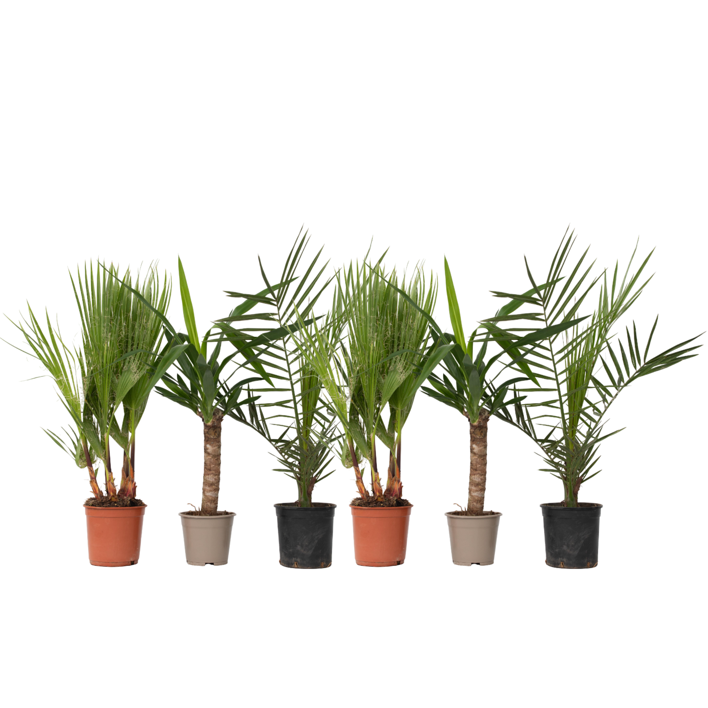 Sisäpalmut - 6 kpl - Sisäpalmi-sekoitus - Korkeus 50-70 cm - ⌀14 cm