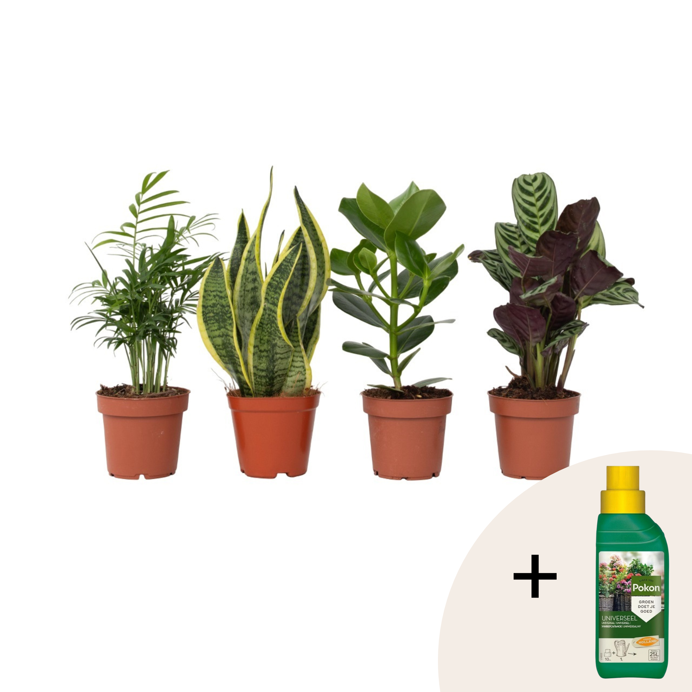 Easy Mix - 4 kpl - Huonekasvit - Korkeus 25-40 cm - ⌀12 cm