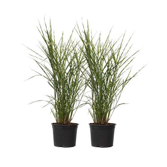 Kiinansilkkiheinä - 2 kpl - Miscanthus 'Zebrinus' - Korkeus 20-30cm - ⌀23cm