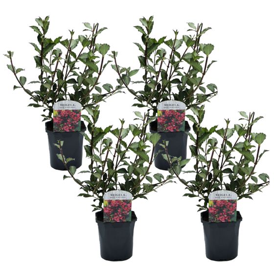 Kukkapensas - 4 kpl - Weigela florida 'Nana Purpurea' - Korkeus 25-40cm - ⌀17cm