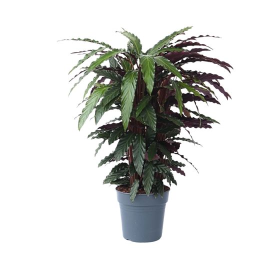 Rukouskasvi - Calathea 'Wavestar' - Korkeus 90cm - ⌀27cm