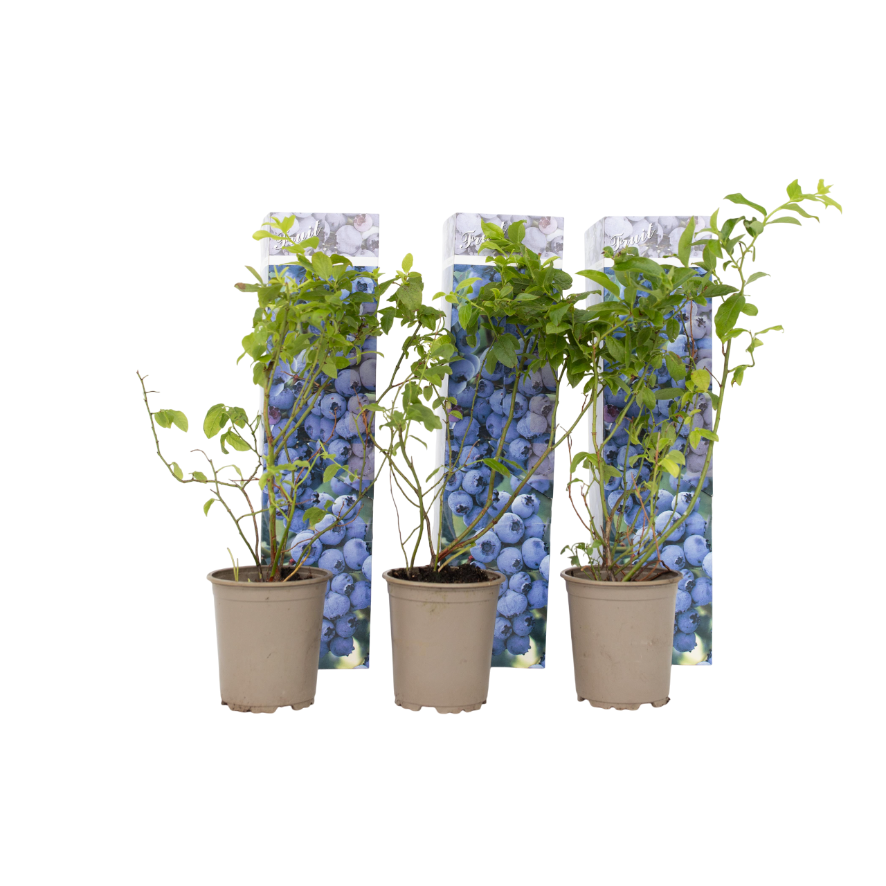 Mustikka - 6 kpl - Vaccinium corymbosum 'Sunshine Blue' - Korkeus 25-40cm - ⌀9cm
