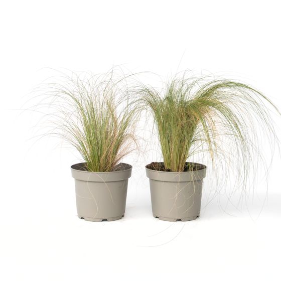 Sulkasara - 2 kpl - Pennisetum 'Stipa' - Korkeus 40-60 cm - ⌀23 cm