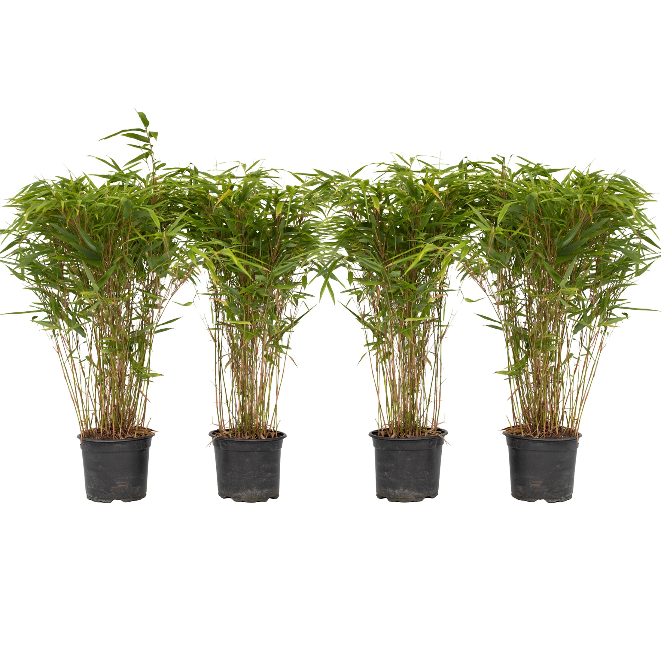 Kiinanpursubambu - 4 kpl - Fargesia nitida 'Gansu' - Korkeus 50-70cm - ⌀17cm