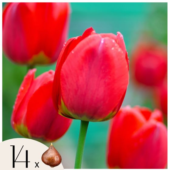 Tulppaanin sipulit - 14 kpl:n setti - Tulipa 'Red Impression' - Kukkasipulit - P