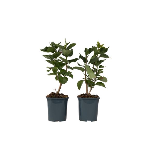 Syyrianlilja - 2 kpl - Syringa vulgaris 'Ludwig Spath' - Korkeus 25-40cm - ⌀17cm