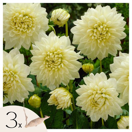 Daalian juurakot - 3 kpl - Dahlia 'White Perfection' - Kukkasipulit - Valkoinen