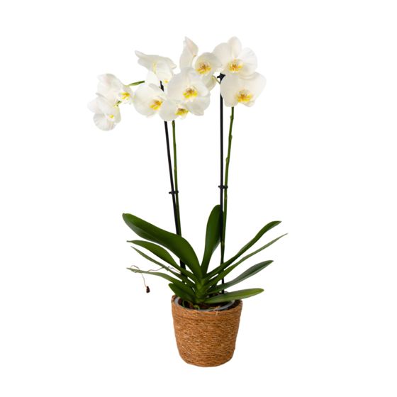 Perhoskämmekkä - Phalaenopsis - Korkeus 50-60 cm - ⌀12 cm