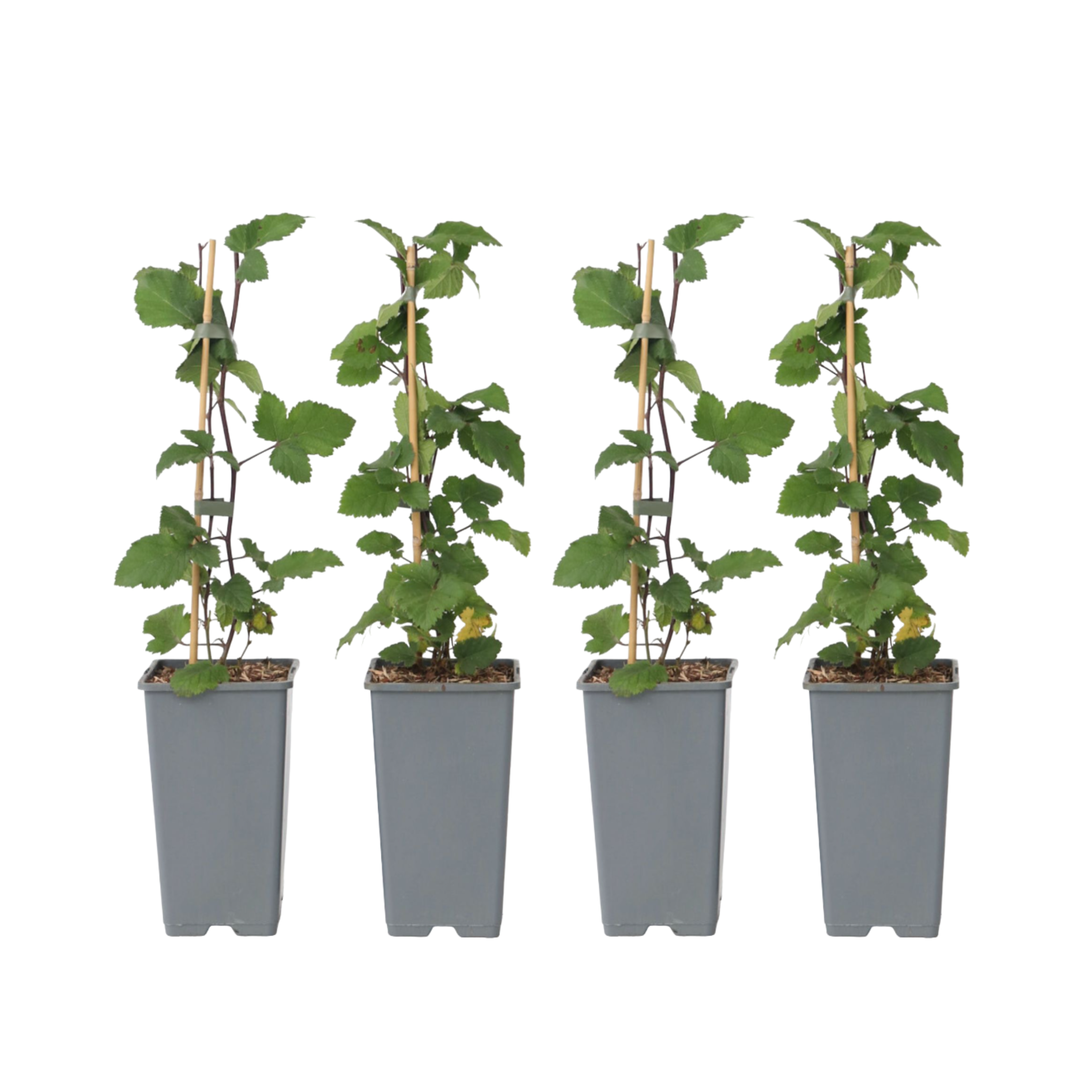 Karviaiskasvi - 4 kpl - Ribes rubrum 'Jonkheer van Tets' - K50-60cm - ⌀15cm