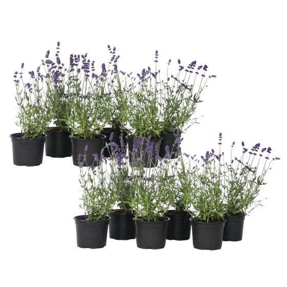 Laventeli - 12 kpl - Lavandula angustifolia - Korkeus 10-15cm - ⌀10,5cm
