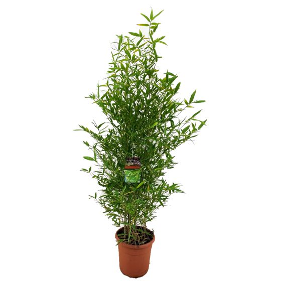 Kultabambu - Phyllostachys 'Bisetti' - Korkeus 160-170 cm - ⌀28 cm