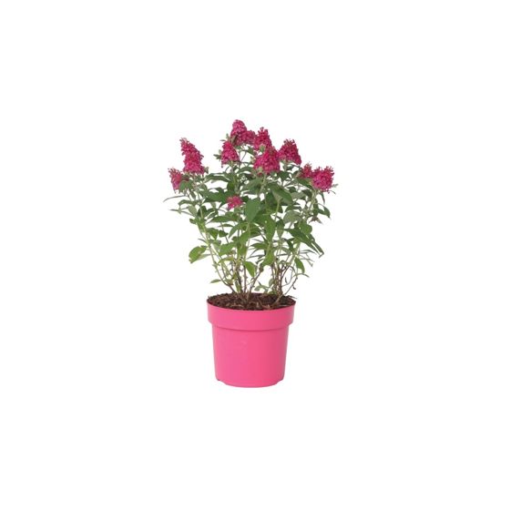 Kesäsyreeni - Buddleja davidii 'Candy' - Korkeus 30-40cm - ⌀19cm