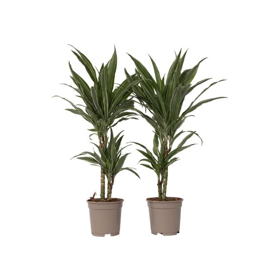 Lohikäärmipuu - 2 kpl - Dracaena deremensis 'Warneckei' - K60-70cm - ⌀17cm