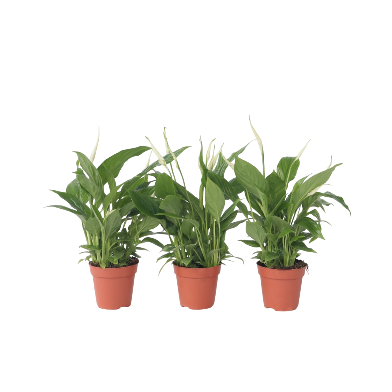 Kauhanliilia - 3 kpl - Spathiphyllum 'Torelli' - Korkeus 30–45cm - ⌀12cm