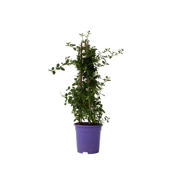 Kalifornian Lilja - Ceanothus thyrsiflorus Repens - Korkeus 60-70 cm - ⌀17 cm