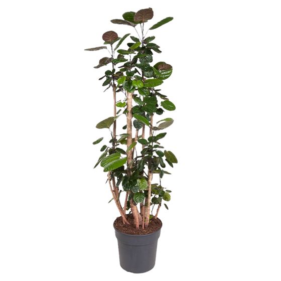 Aralia - Polyscias 'Fabian' - Korkeus 140-150cm - ⌀31cm