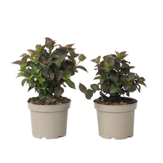 Hortensia - 2 kpl - Hydrangea 'Dare Devil' - Korkeus 25-40cm - ⌀19cm