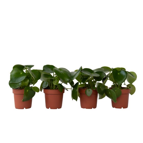 Kiinalainen rahakasvi - 4 kpl - Peperomia polybotrya - Korkeus 20-30cm - ⌀12cm