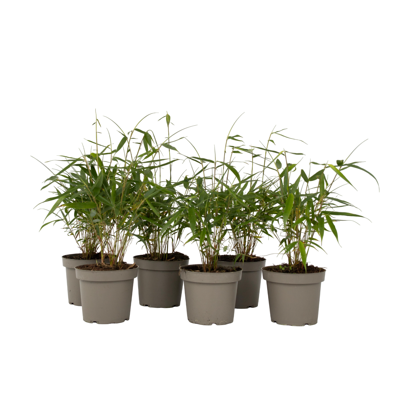Sateenvarjobambu - 6 kpl - Fargesia 'Asian Wonder' - Korkeus 25-40cm - ⌀13cm