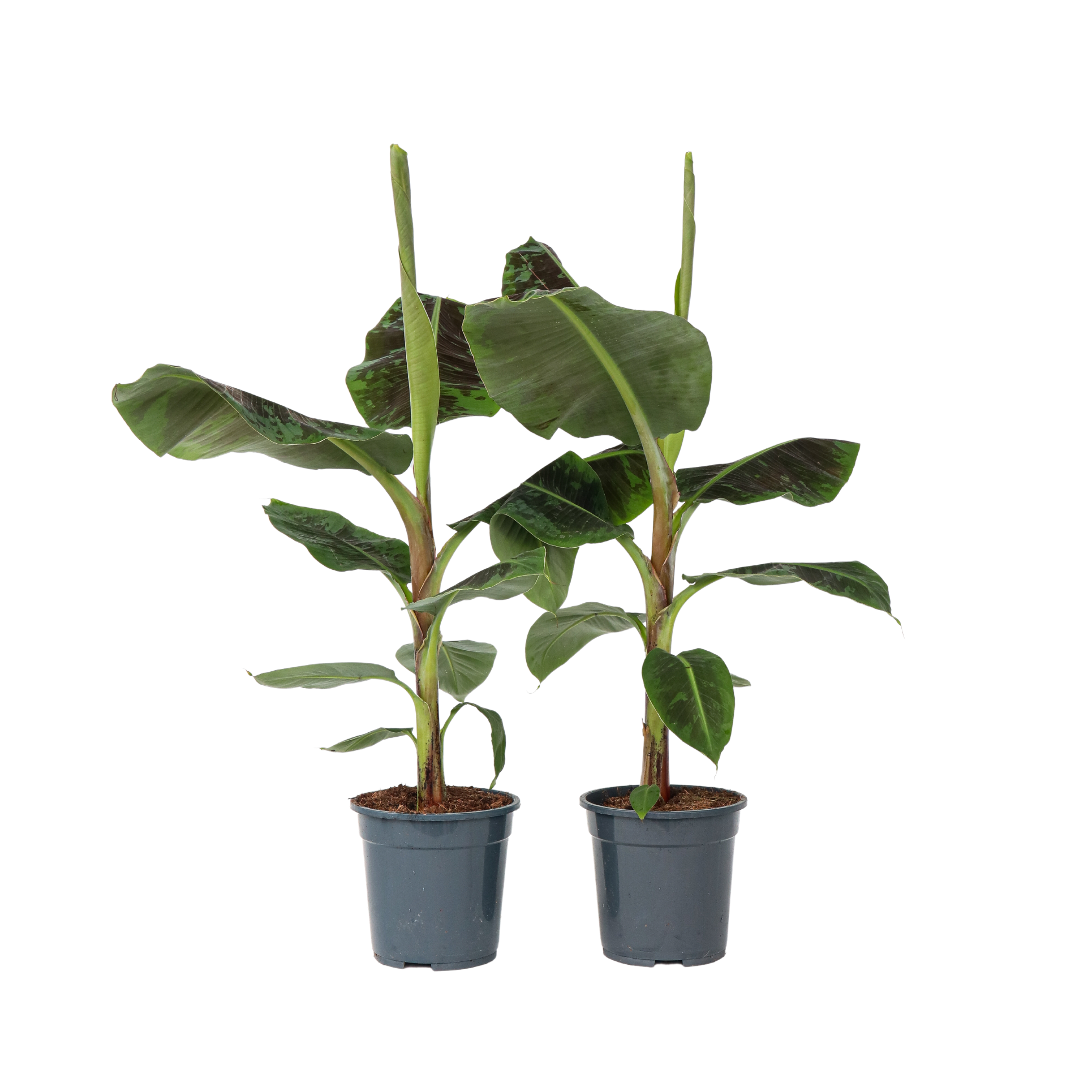 Kanari banaani - 2 kpl - Musa 'Dwarf Cavendish' - Korkeus 90-100 cm - ⌀21 cm