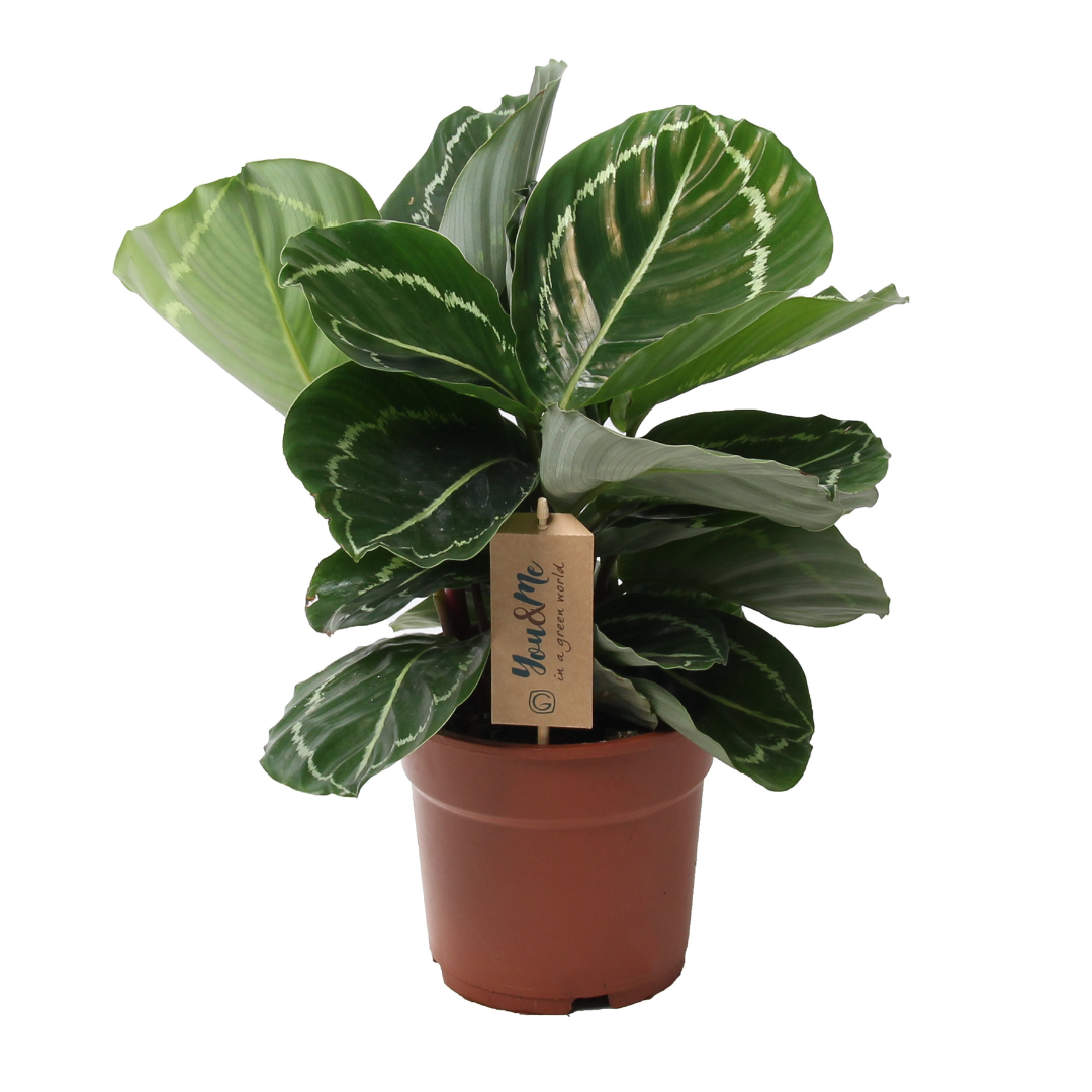 Rukouskasvi - Calathea 'Julia' - Korkeus 35–45cm - ⌀17cm