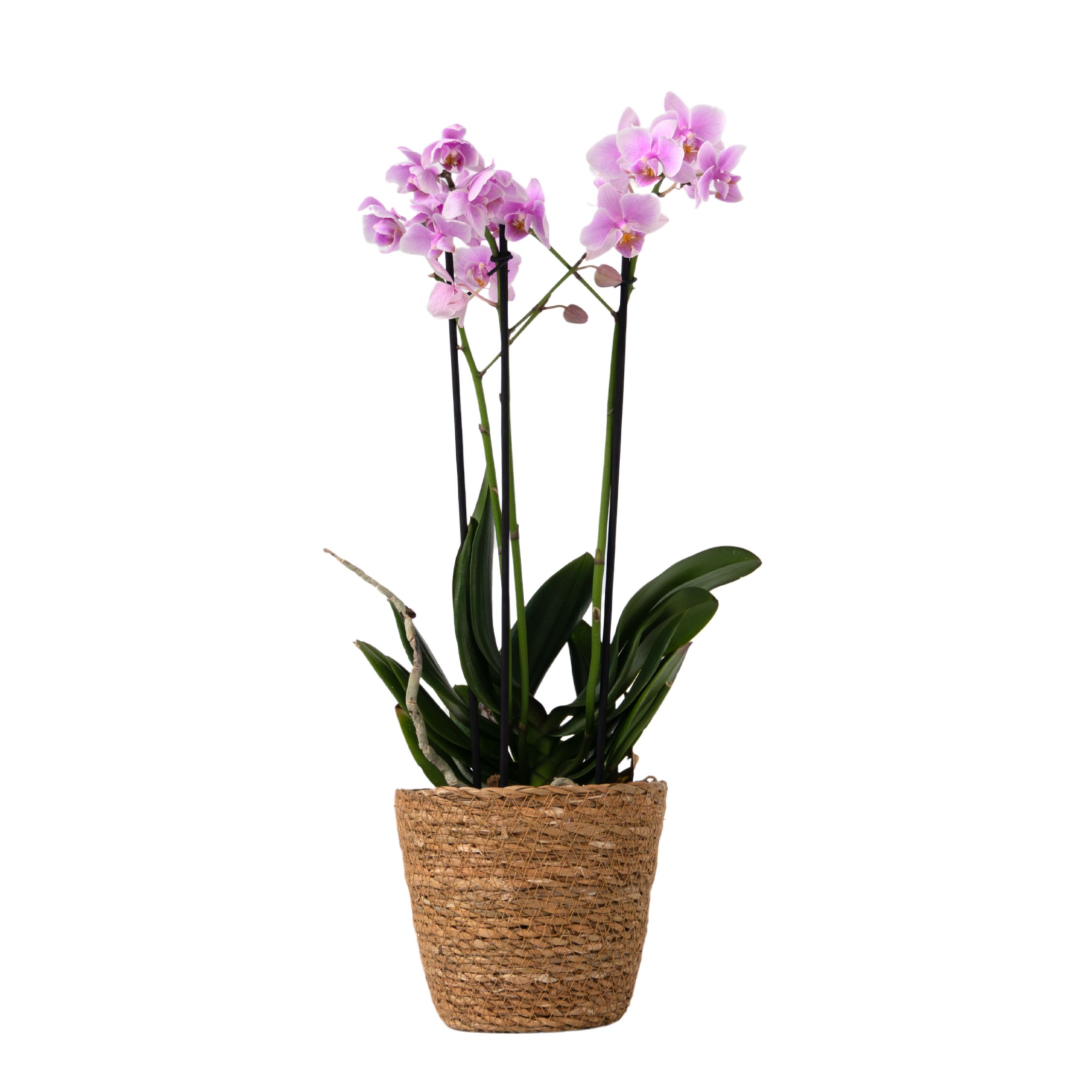 Perhosorkidea - Phalaenopsis Multiflora korilla - Korkeus 35-45cm - ⌀12cm