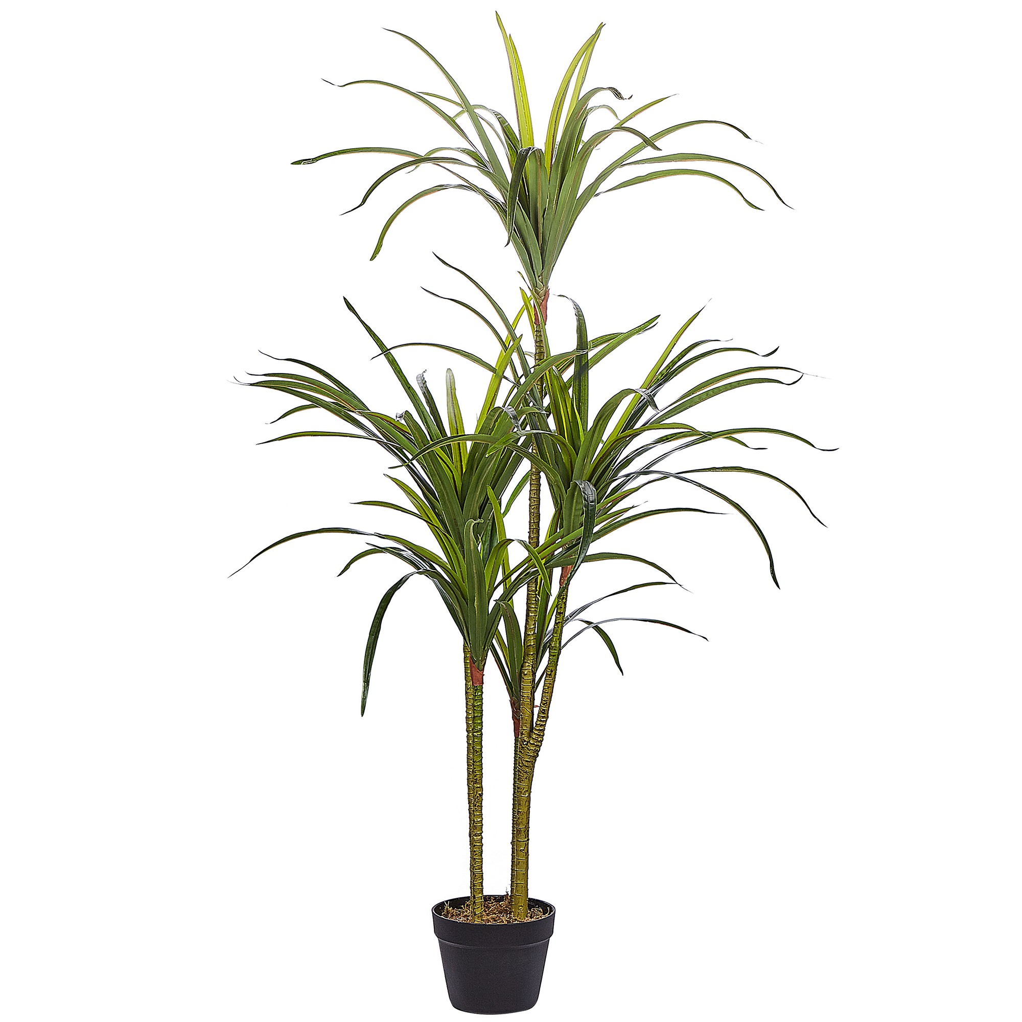 Tekokasvi DRACAENA ANITA 147 cm Vihreä