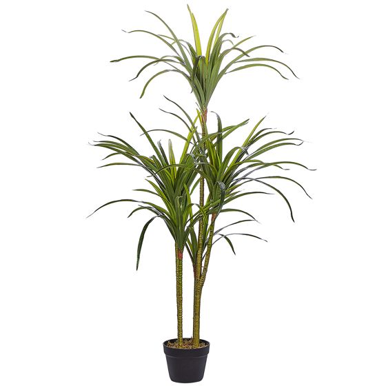Tekokasvi DRACAENA ANITA 147 cm Vihreä