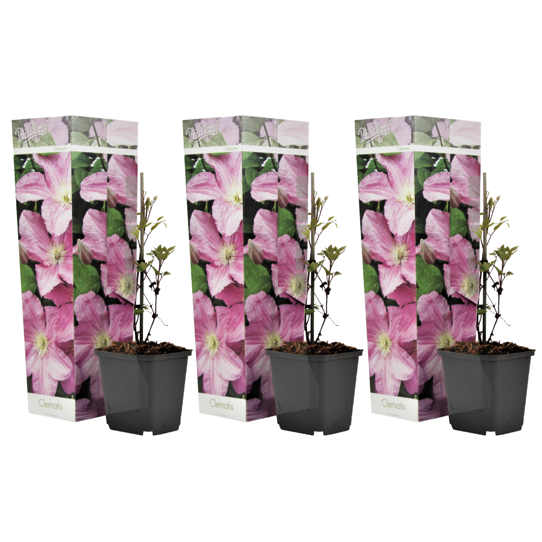 Nahkakukka - 3 kpl - Clematis 'Hagley Hybrid' - Korkeus 25-40 cm - ⌀9 cm