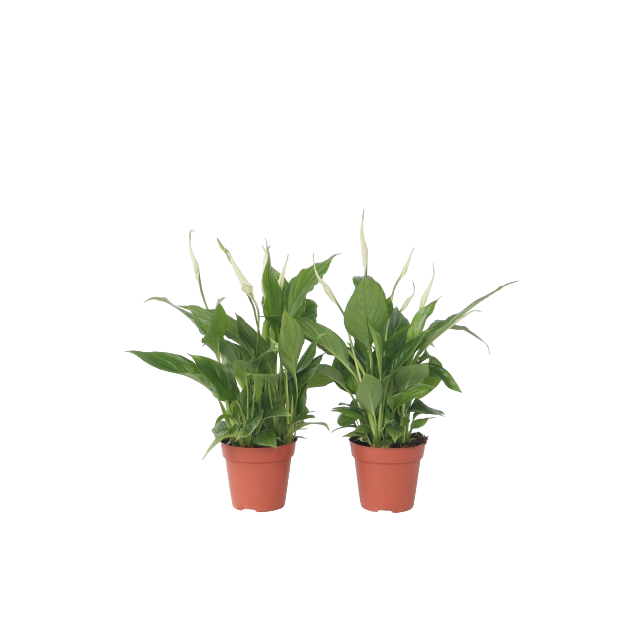 Kauhanliilia - 2 kpl - Spathiphyllum 'Torelli' - Korkeus 30–45cm - ⌀12cm