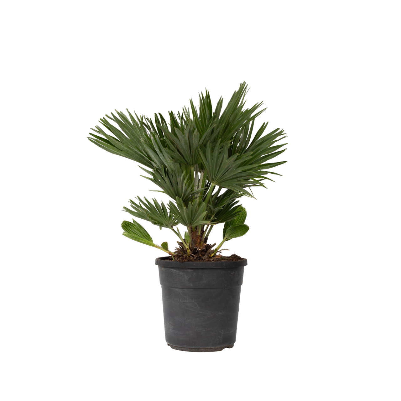 Euroopan viuhkapalmu - Chamaerops 'Vulcano' - Korkeus 45-55cm - ⌀24cm
