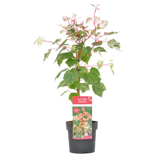 Japanin vaahtera - Acer conspicuum 'Red Flamingo' - Korkeus 50-60cm - ⌀19cm