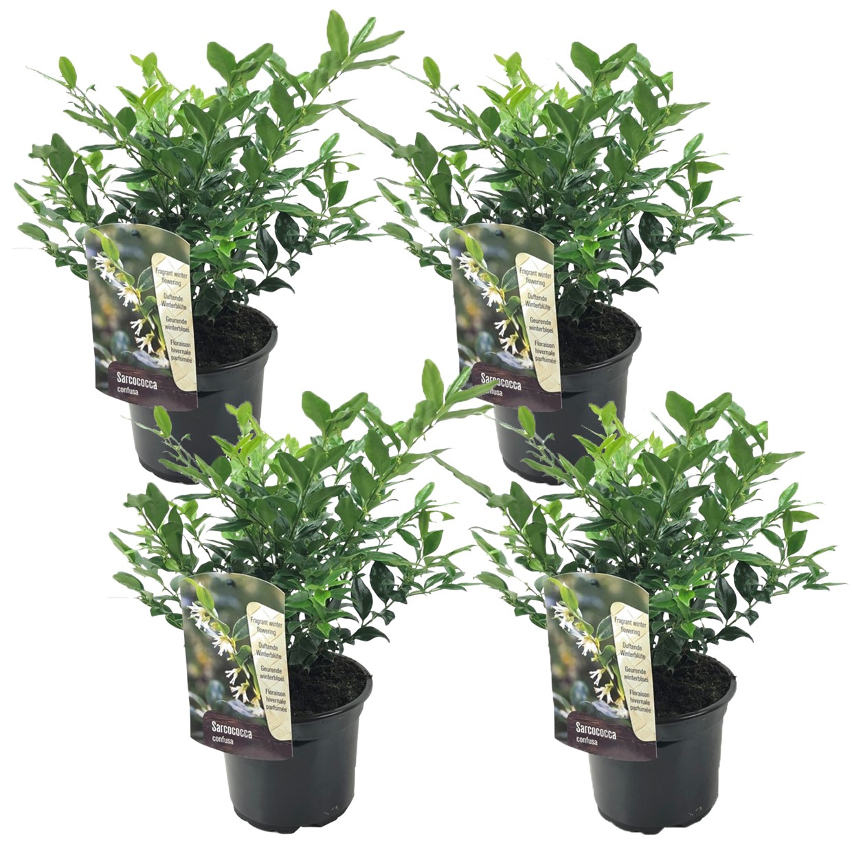 Makea myrtti - 4 kpl - Sarcococca 'Confusa' - Korkeus 30-40cm - ⌀17cm